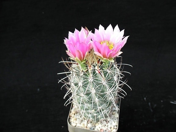 cactus, plant, studio