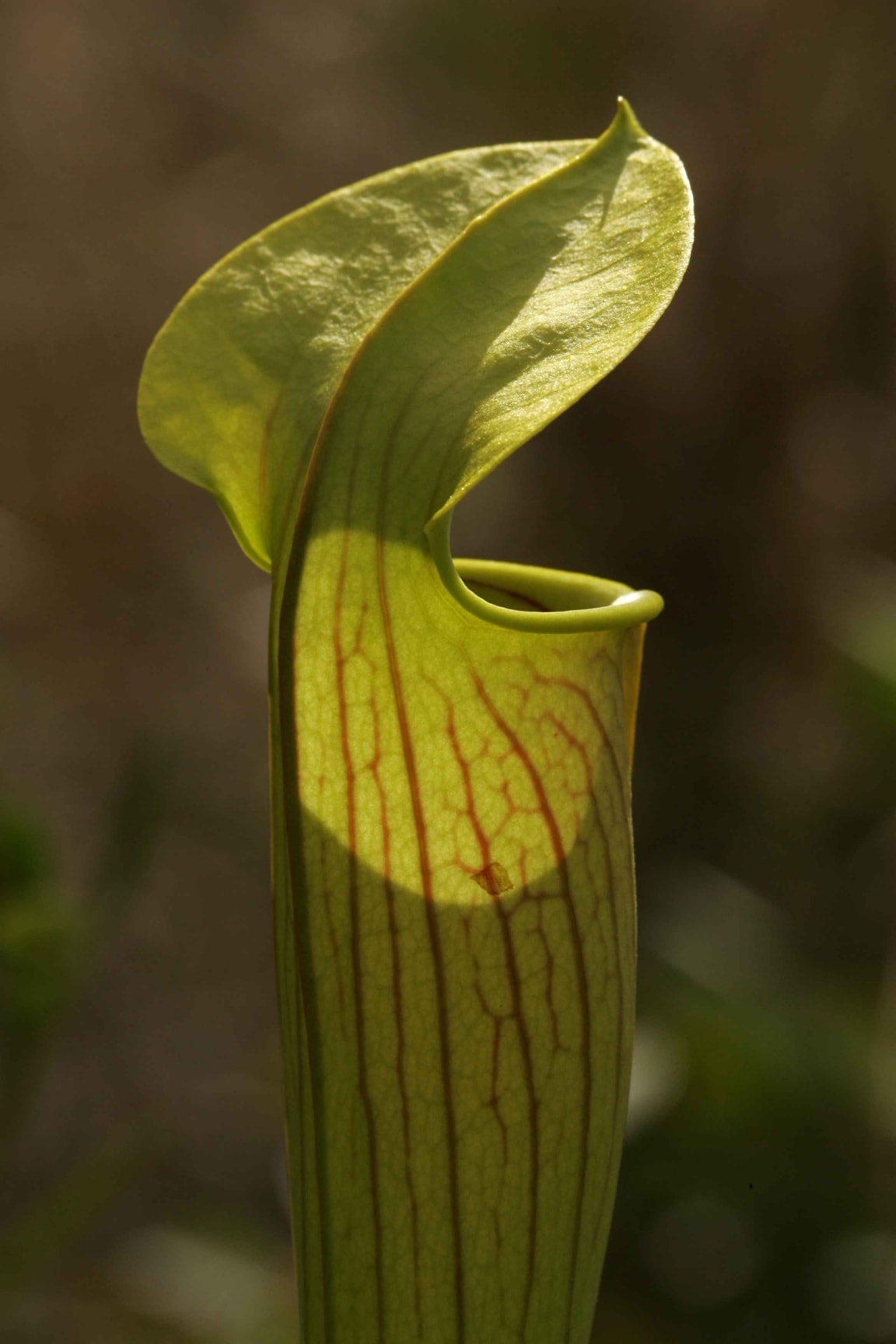 Free picture carnivorous, plant, macro, photo