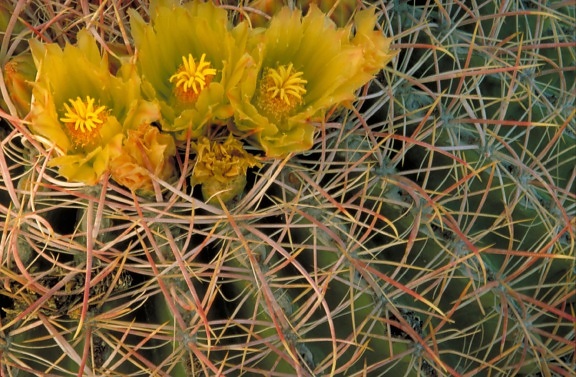up-close, delicate, greenish, yellow, blossoms, cactus, spines