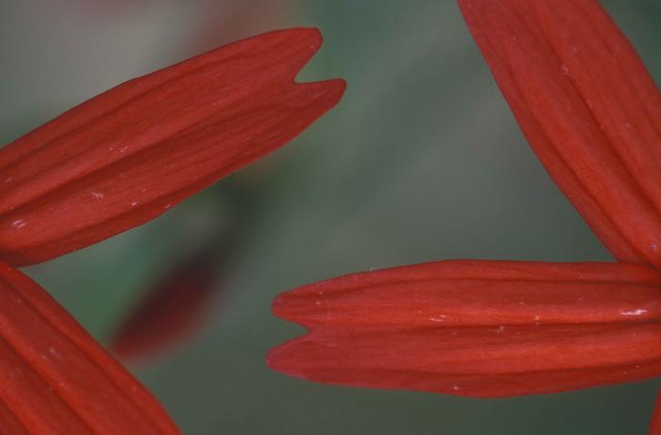 up-close, rote Blumen, Blütenblätter, Feuer, rosa, pflanze