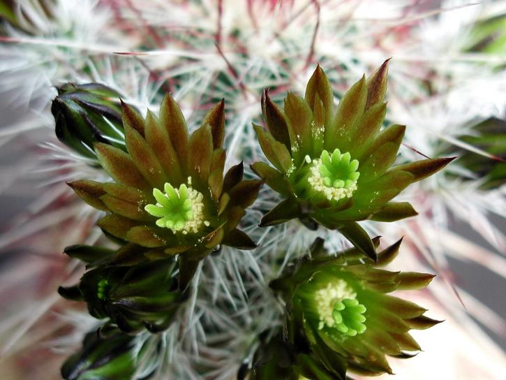 closeup, cactus