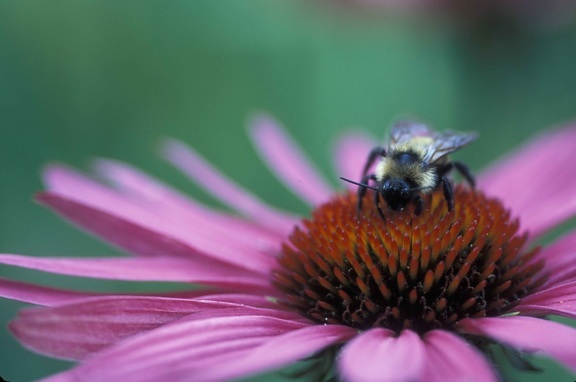equinácea, abeja, echinacea, purpurea, macro, fotografía