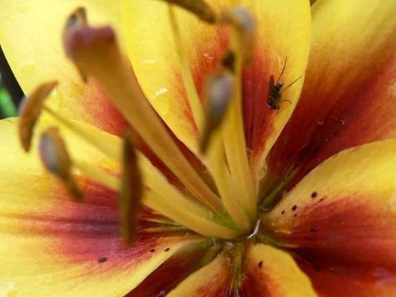 цвете, up-close, макрос