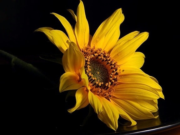 flor, amarillo, macro, foto