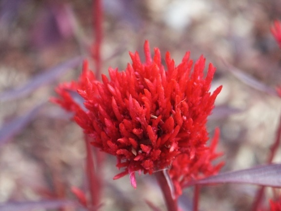 fleur rouge, macro