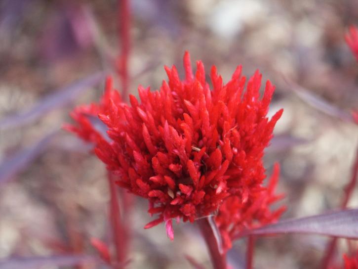 flor roja, macro