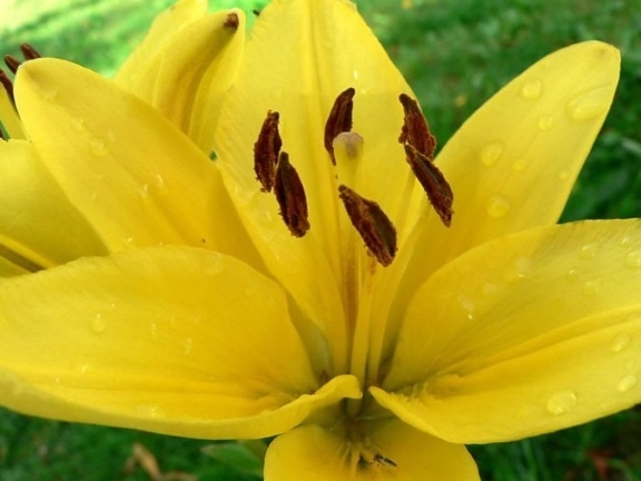 fleur jaune, macro, photo