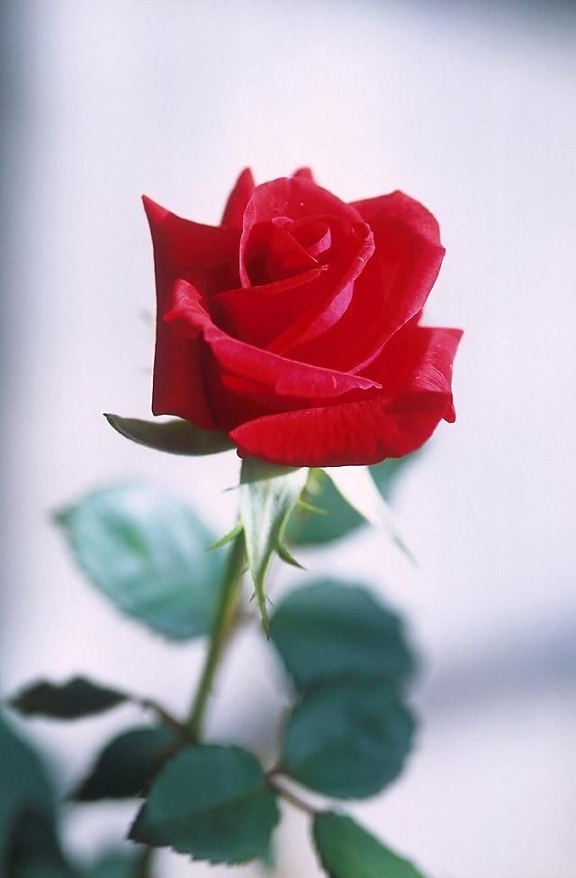 red, rose, photography