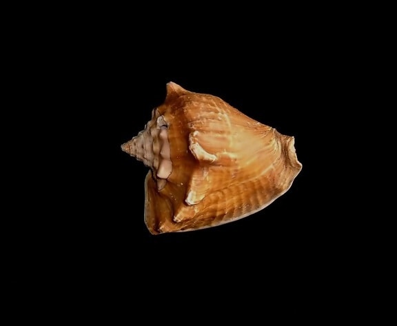 zee, shell, fotograaf, studio