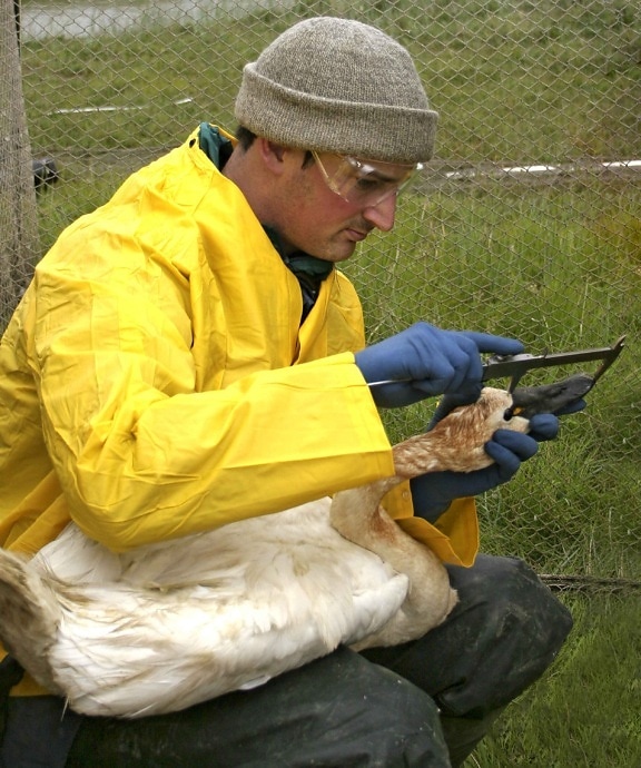 นักชีววิทยา มาตรการ ตั๋ว ความยาว tundra หงส์