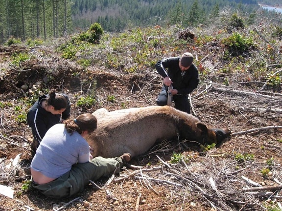 นักชีววิทยา จอภาพ elks สุขภาพ สัตว์ ทดสอบ โรค ปรสิต สุขภาพ