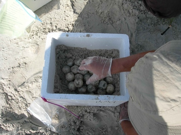 biologist, sea, turtle, nest, excavation