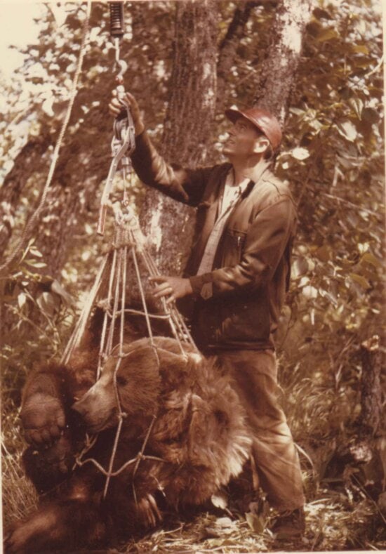 biologist, weighing, brown bear