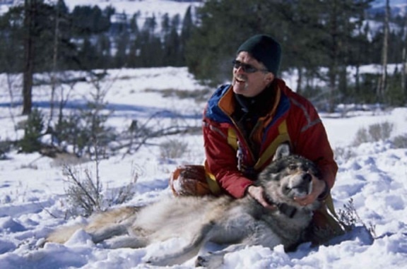 biologist, gray wolf, canis lupus
