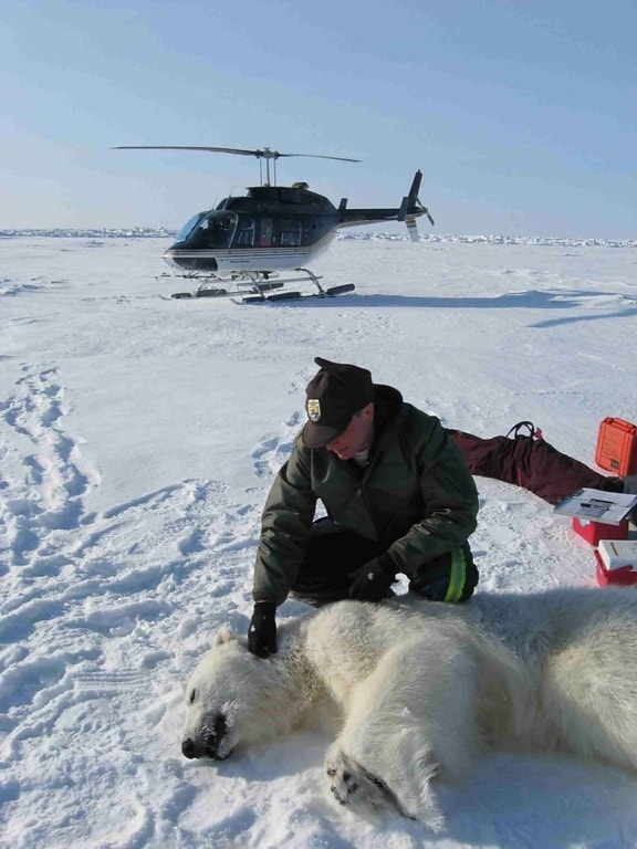 นักชีววิทยา ทำงาน ขั้วโลก หมี