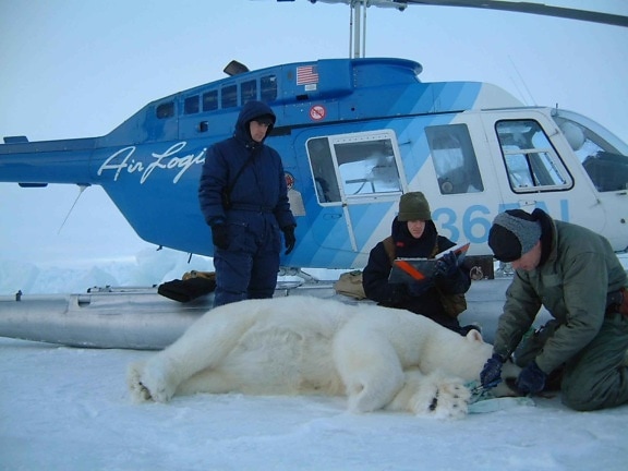 biologists, examine, measure, test, polar, bear