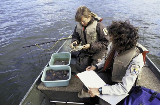 biologists, inspect, freshwater, mussels