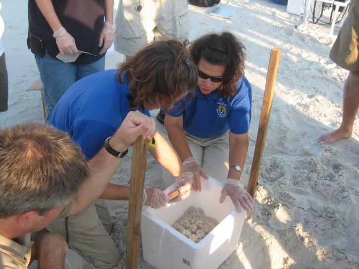 biologists, conditions, sea, turtle, eggs