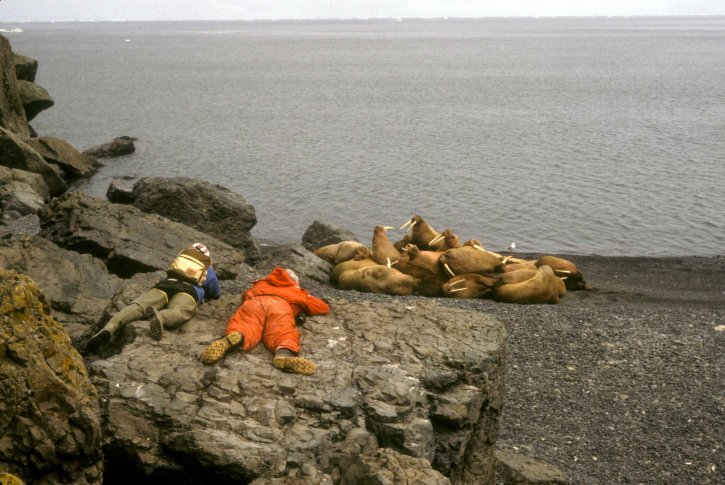 биолози, наблюдава, моржове, Берингово море