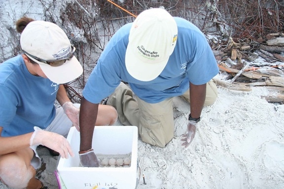 biologists, scientists, digging, eggs, sand