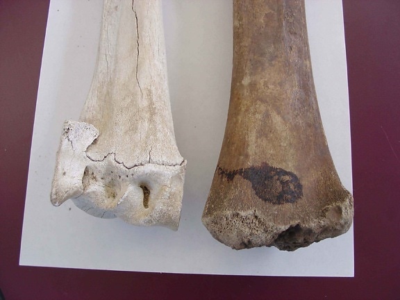 bison, kosti, veľkosť, porovnanie, domáci hovädzí dobytok, kosť