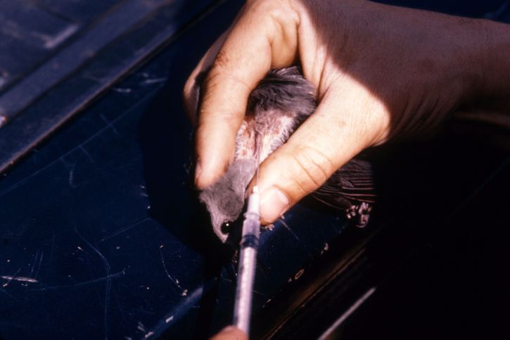 เลือด หลอดเลือดดำ jugular สกัด นก ภายหลัง ทดสอบ สถานะ arbovirus