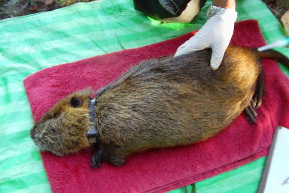 collar, successfully, nutria, tagging, help, biologists, better, understand, nutria