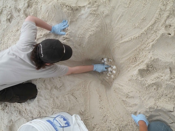 digging, turtle, eggs, sand
