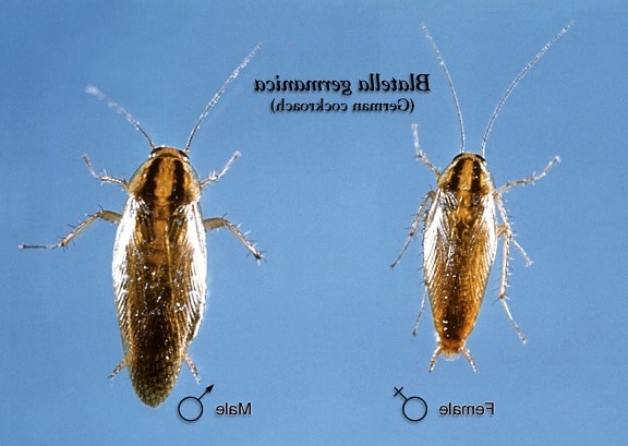 dorsal, female, male, German, cockroach, blatella germanica