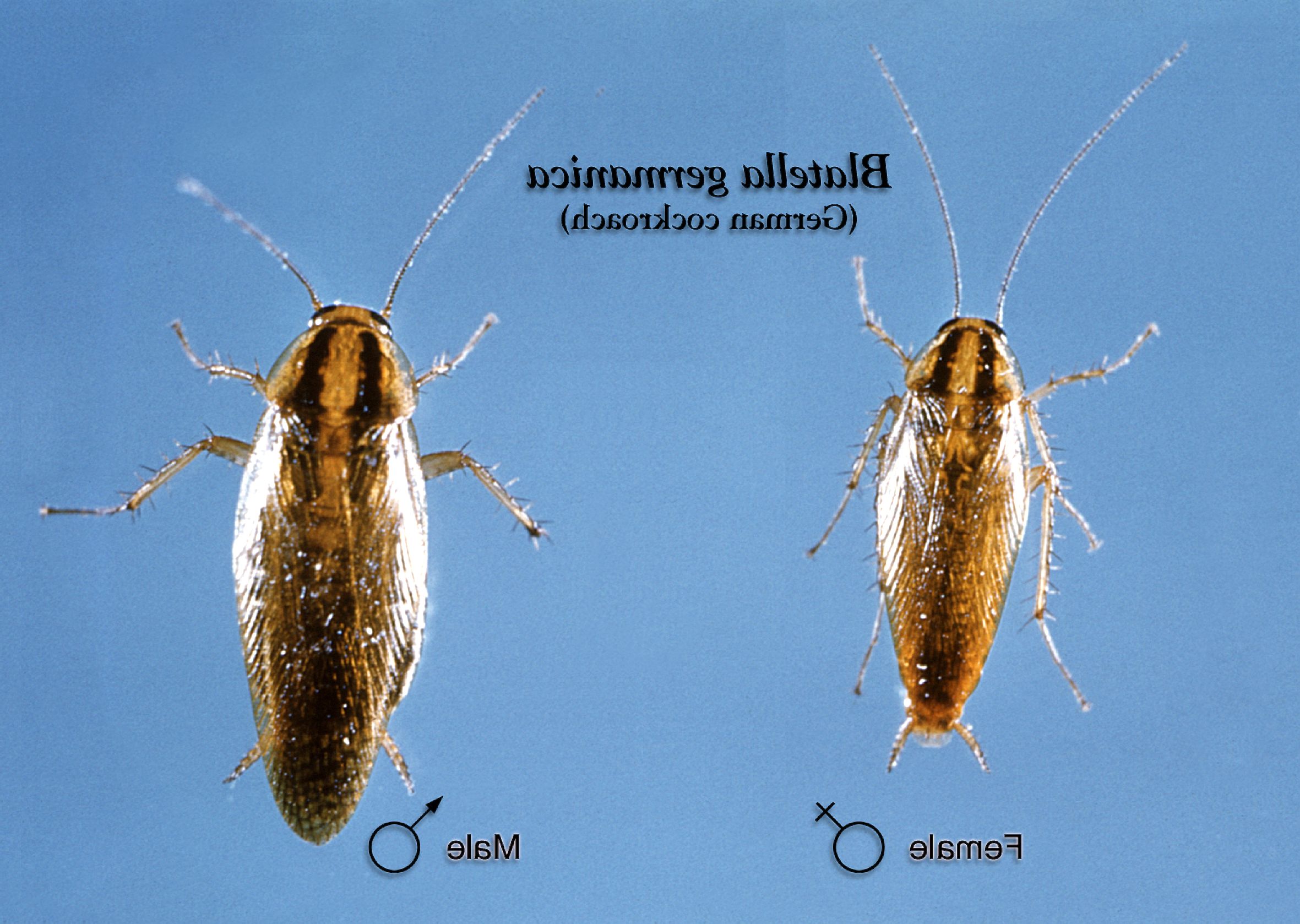 Free Picture Dorsal Female Male German Cockroach Blatella Germanica