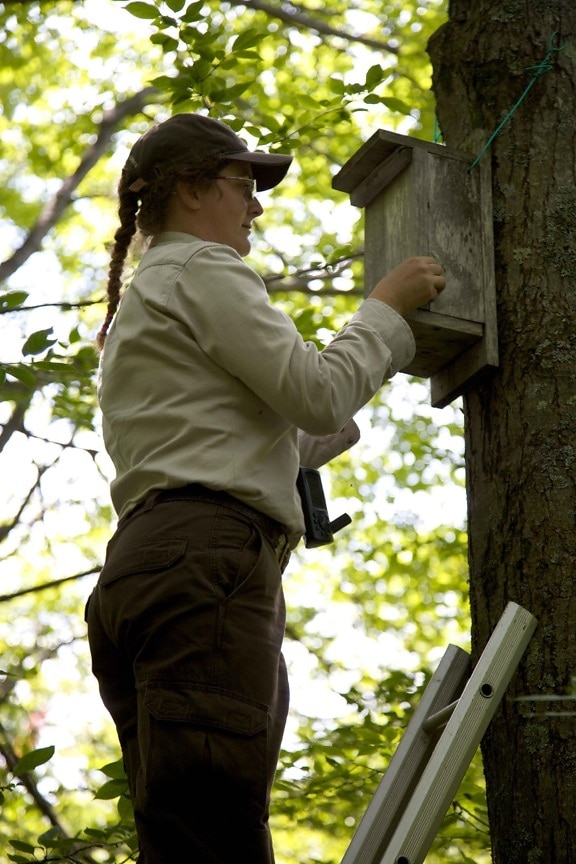 employee, stands, ladder, check, northern flying, squirrel, nest, box