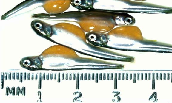 fish, embryos, few, millimeters, long