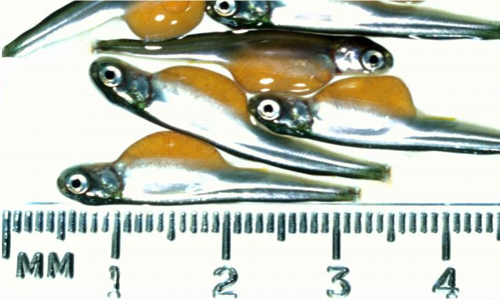 fisk, embryon, få, millimeter, lång