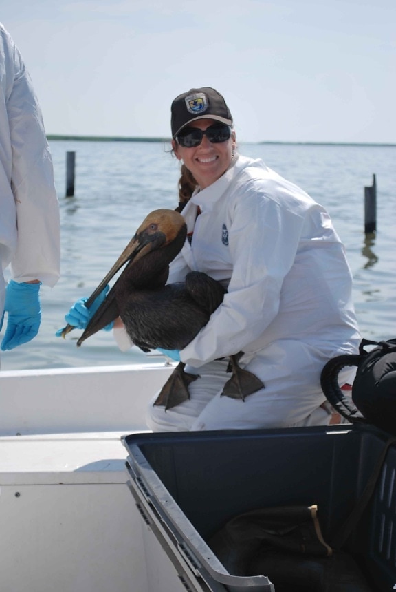 fisheries, biologist, holds, oiled, brown, pelican, rescued