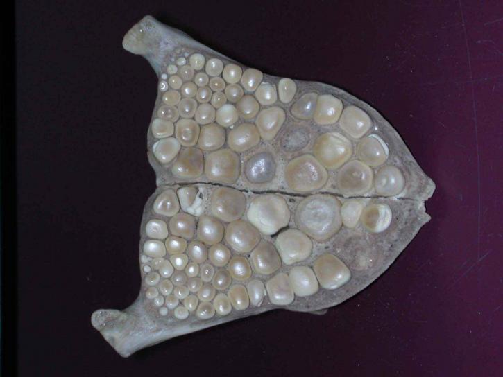 น้ำจืด กลอง ปลา ฟัน aplodinotus, grunnies