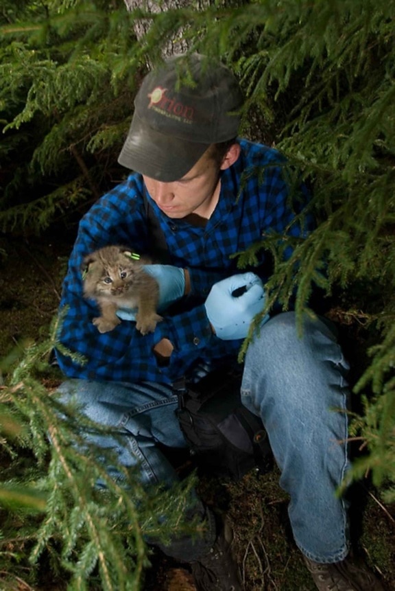 man, holding, lodjur, lynx, kattunge, Kanada, canadensis