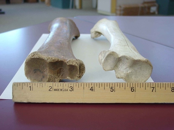 測定、茶色、バイソンの骨、白、国内の牛骨