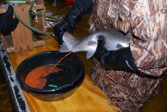 method, hand, spawning, Atlantic salmon