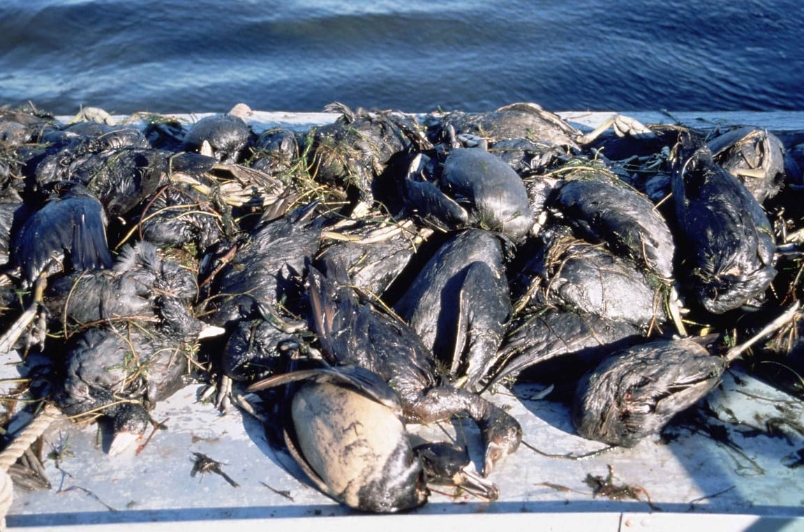 Погибло много рыбы. Массовая гибель животных. Разлив нефти птицы. Массовая гибель растений и животных.