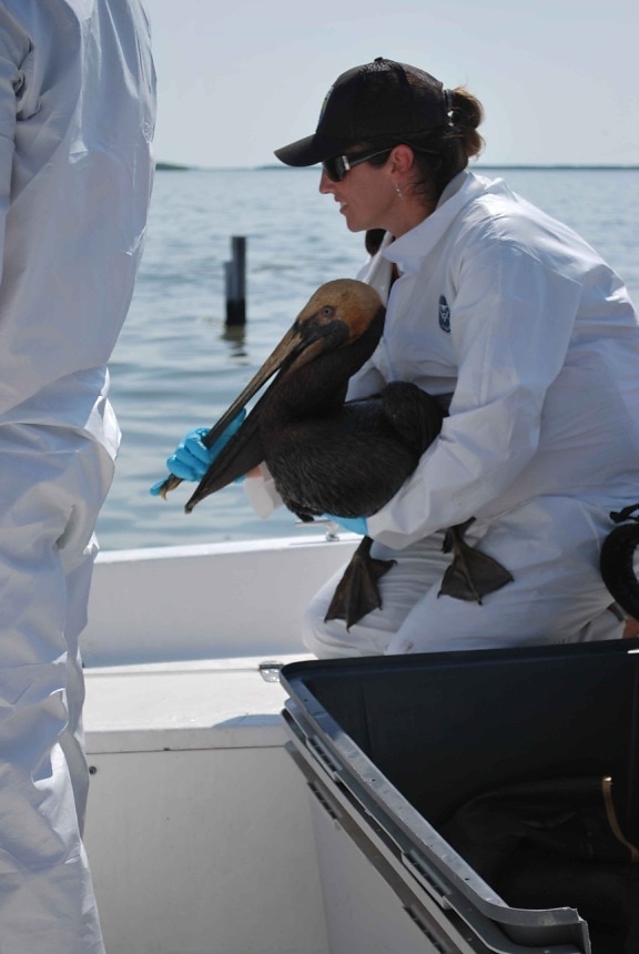 oiled, pelican, rescued