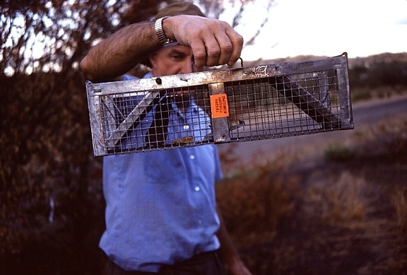photograph, shows, trapped, field, mouse