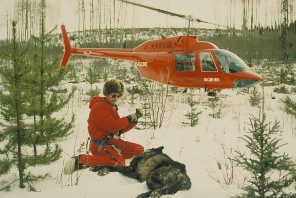 preparing, gray wolf, transport, helicopter