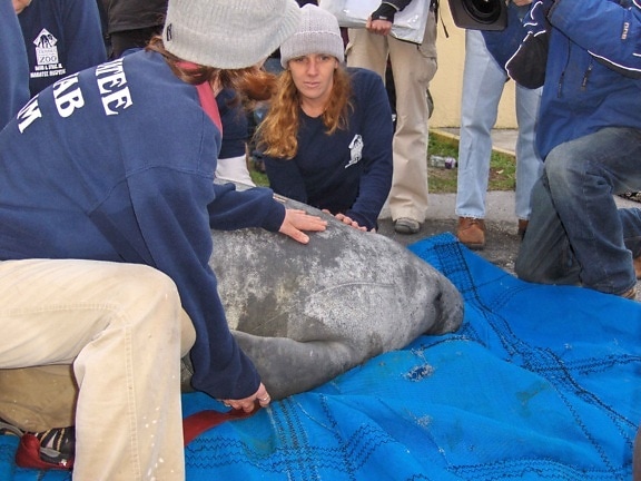 rescue, manatee, mammal, biologists, hold, animal