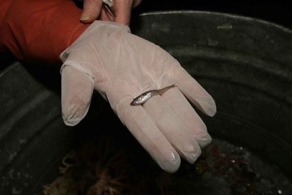 vetenskapsman, holding, liten, fisk, hand