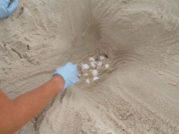 морські черепахи яйця, пісок, гніздо