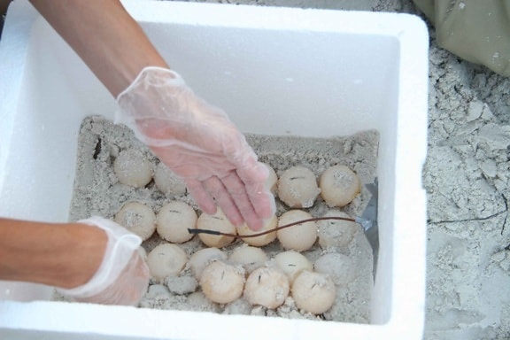 thermometer, carefully installed, box, sand, turtle, eggs