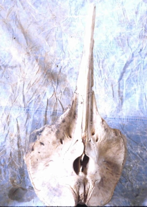 whale skull, whale, animal