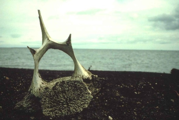 whale, vertebra, bone, beach