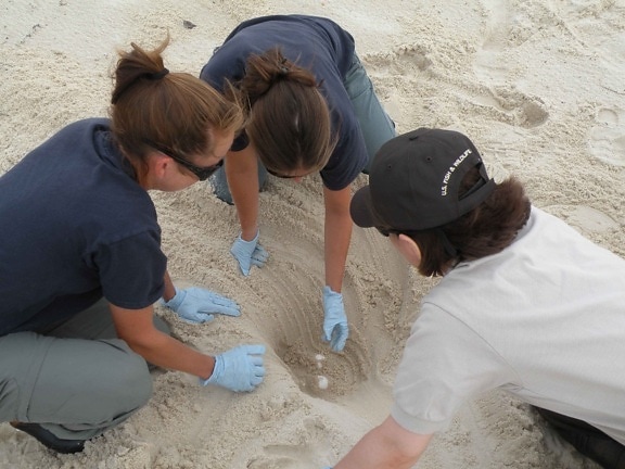young, scientists, digging, turtle, eggs, sand