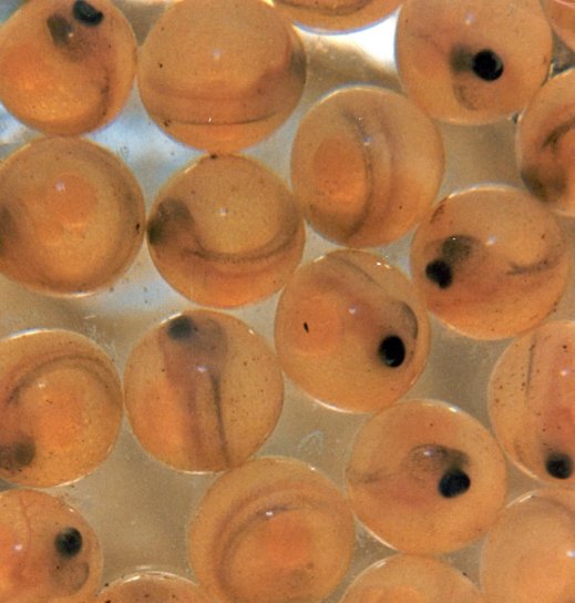 mikroskooppisia merilohi, munat